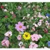 Blumenwiese - Franziskus Mischung -Gartenpflanzen blumenwiese franziskus misc 1280x1280