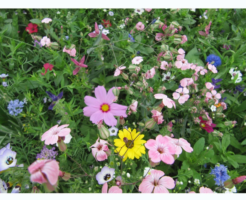 Blumenwiese - Franziskus Mischung 3 Blumenwiese - Franziskus Mischung