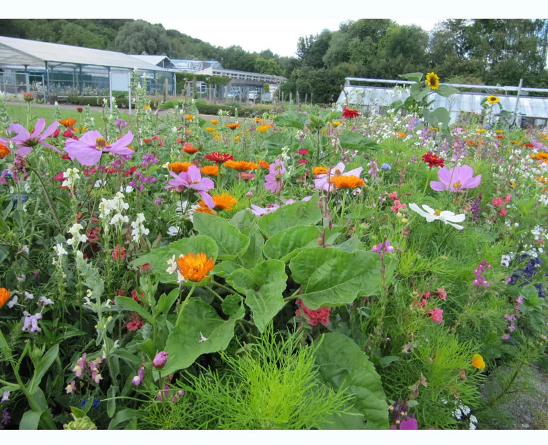 Blumenwiese - Werratal 3 Blumenwiese - Werratal