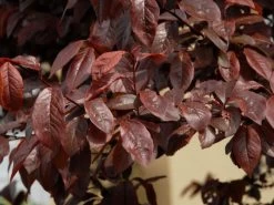 Titelseite 12 Titelseite -Gartenpflanzen blutpflaume blatt 1280x1280