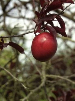Prunus Cerasifera 'Hollywood' (Syn. Trailblazer) -Gartenpflanzen blutpflaume hollywood frucht 1280x1280