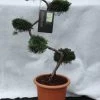 Juniperus Virginiana 'Grey Owl', XXL-Produkt -Gartenpflanzen bonsai wacholder grey owl 1280x1280