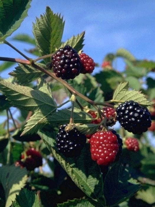 Brombeere 'Loch Ness' 3 Brombeere 'Loch Ness'