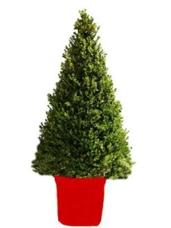 Buchsbaum-Kegel, Buxus -Gartenpflanzen buchs kegel1 76867 2 1280x1280