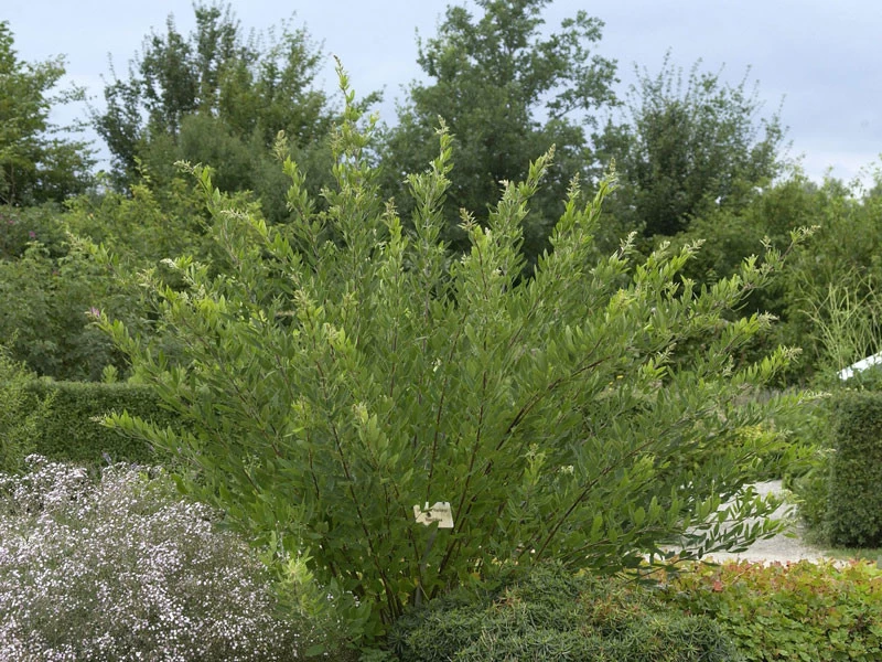 Lespedeza Thunbergii, Thunbergs Buschklee 4 Lespedeza Thunbergii, Thunbergs Buschklee – Bild 2