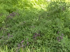 Lespedeza Thunbergii, Thunbergs Buschklee 7 Lespedeza Thunbergii, Thunbergs Buschklee -Gartenpflanzen buschklee wuchs 1280x1280