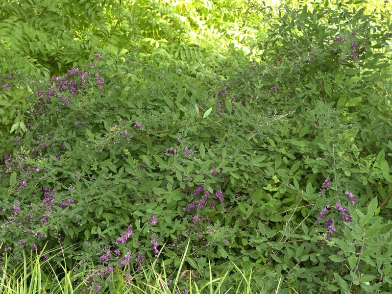 Lespedeza Thunbergii, Thunbergs Buschklee 5 Lespedeza Thunbergii, Thunbergs Buschklee – Bild 3