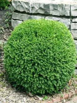 Buchsbaum-Kugel, Buxus -Gartenpflanzen bux kugel3 76862 2 1280x1280