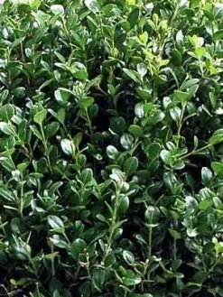Buchsbaum-Kugel, Buxus -Gartenpflanzen buxus k255599bc5e5ca4 1280x1280