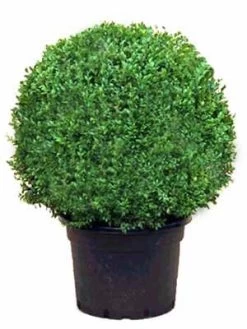 Buchsbaum-Kugel, Buxus -Gartenpflanzen buxus kugel ra12 1280x1280