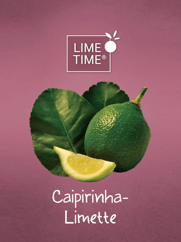 Limettenbaum 'Caipirinha-Limette' - Lime Time® 4 Limettenbaum 'Caipirinha-Limette' - Lime Time® – Bild 2