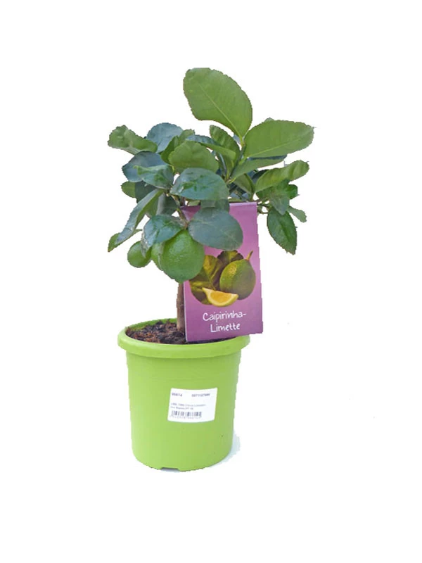 Limettenbaum 'Caipirinha-Limette' - Lime Time® 3 Limettenbaum 'Caipirinha-Limette' - Lime Time®