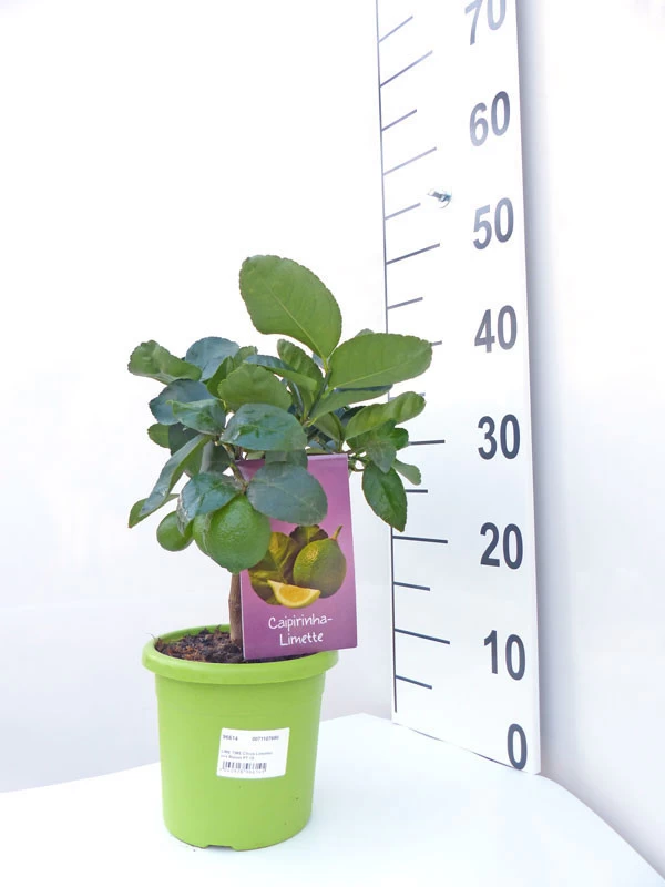 Limettenbaum 'Caipirinha-Limette' - Lime Time® 5 Limettenbaum 'Caipirinha-Limette' - Lime Time® – Bild 3