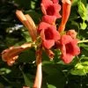 Campsis Radicans, Trompetenblume, Klettertrompete, Trompetenwinde