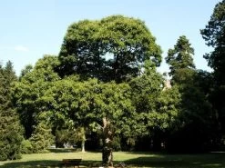 Marone, Edelkastanie, Esskastanie -Gartenpflanzen castanea sativa57fe5688a7d98 1280x1280