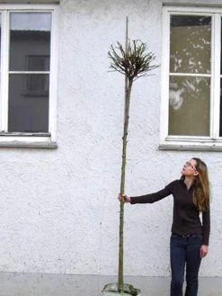 Catalpa Bignonioides Nana, Kugel-Trompetenbaum - Hochstamm -Gartenpflanzen catalpa nana hochstamm 1280x1280