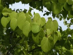 Cercidiphyllum Japonicum, Kuchenbaum -Gartenpflanzen cercidiphyllum japonicum bl 1280x1280