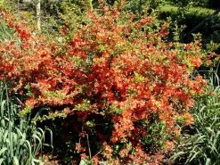 Nordische Zitrone, Essbare Zierquitte -Gartenpflanzen chaenomeles cido 1280x1280