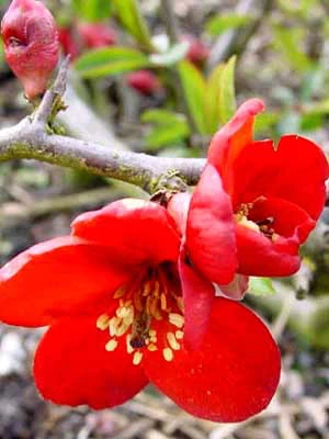 Chaenomeles Superba 'Crimson And Gold', Zierquitte 5 Chaenomeles Superba 'Crimson And Gold', Zierquitte – Bild 3