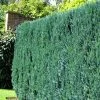 Chamaecyparis Lawsoniana 'Columnaris', Blaue Säulenzypresse 2 Chamaecyparis Lawsoniana 'Columnaris', Blaue Säulenzypresse -Gartenpflanzen chamaecyparis columnaris 4 41891 0 1280x1280