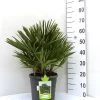 Chamaerops Humilis, Zwergpalme 1 Chamaerops Humilis, Zwergpalme -Gartenpflanzen chamaerops humilis5c1b5b3396e19 1280x1280