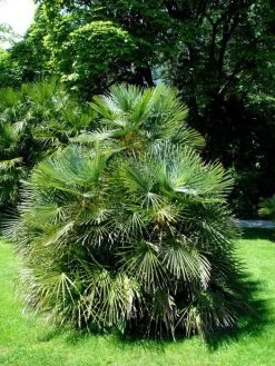 Chamaerops Humilis, Zwergpalme -Gartenpflanzen chamaerops zwergpalme 1280x1280