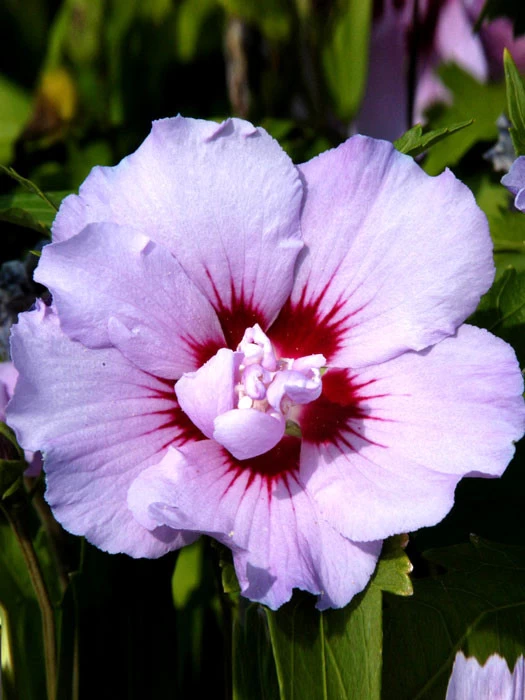 Hibiscus Syriacus 'Souvenir De Charles Breton', Hibiskus 3 Hibiscus Syriacus 'Souvenir De Charles Breton', Hibiskus