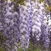Wisteria Sinensis, Chinesischer Blauregen -Gartenpflanzen chinesischer blauregen 1280x1280