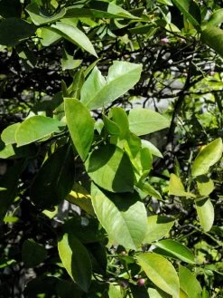 Citrus Limonum, Zitronenpflanze -Gartenpflanzen citrus limonum blatt 1280x1280