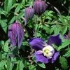 Clematis Alpina 'Frances Rivis' -Gartenpflanzen clematis frances rivis 1280x1280