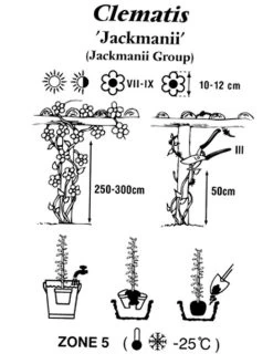 Clematis Jackmanii 7 Clematis Jackmanii -Gartenpflanzen clematis jackmanii 1280x1280