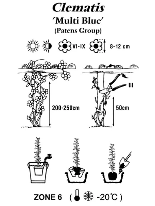 Clematis 'Multi Blue' 4 Clematis 'Multi Blue' – Bild 2