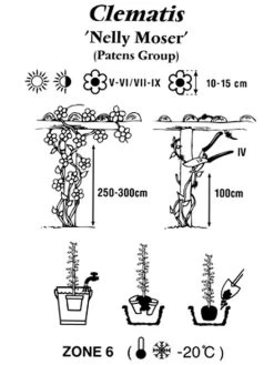 Clematis 'Nelly Moser' -Gartenpflanzen clematis nelly moser 1280x1280