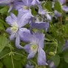 Clematis 'Prince Charles' -Gartenpflanzen clematis prince charles blu 1280x1280