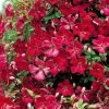 Clematis Viticella 'Rubra' -Gartenpflanzen clematis viticella rubra 1280x1280