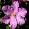 Clematis 'Comtesse De Bouchard' -Gartenpflanzen comtesse de bouchaud 1280x1280