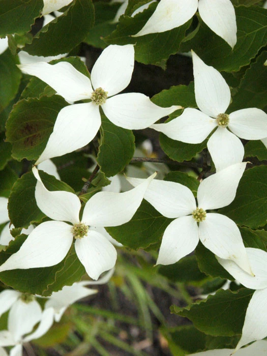 Cornus Kousa Chinensis, Chinesischer Blumenhartriegel 3 Cornus Kousa Chinensis, Chinesischer Blumenhartriegel