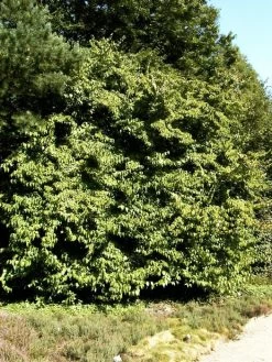 Cornus Officinalis, Japanischer Arzneihartriegel -Gartenpflanzen cornus officinalis 1280x1280