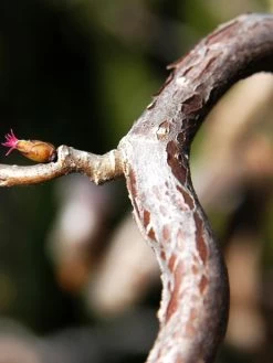 Corylus Avellana 'Contorta', Korkenzieherhasel -Gartenpflanzen corylus contorta 1280x1280