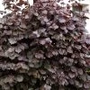Corylus Maxima 'Purpurea', Purpurhasel 2 Corylus Maxima 'Purpurea', Purpurhasel -Gartenpflanzen corylus maxima purpurea 1280x1280