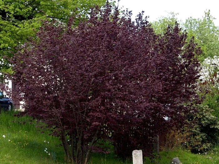 Corylus Maxima 'Purpurea', Purpurhasel 5 Corylus Maxima 'Purpurea', Purpurhasel – Bild 3