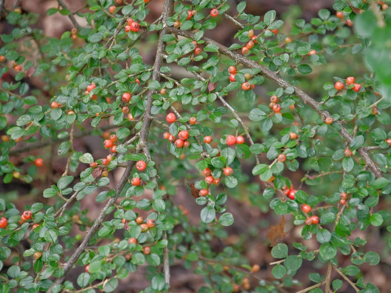 Cotoneaster Divaricatus, Sparrige Zwergmispel 5 Cotoneaster Divaricatus, Sparrige Zwergmispel – Bild 3
