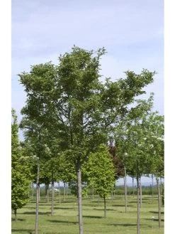 Crataegus Lavallei 'Carrierei', Lederblättriger Weißdorn - Hochstamm -Gartenpflanzen crataegus x lavallei carrie 1280x1280