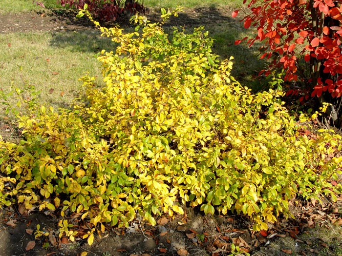 Chaenomeles Superba 'Crimson And Gold', Zierquitte 4 Chaenomeles Superba 'Crimson And Gold', Zierquitte – Bild 2