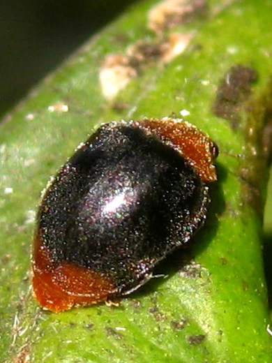 Australischer Marienkäfer (Art.Nr. KB3006) 3 Australischer Marienkäfer (Art.Nr. KB3006)