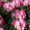 Rhododendron Yakushimanum 'Dreamland' -Gartenpflanzen dreamland j1 45395 0 45395 0 1280x1280
