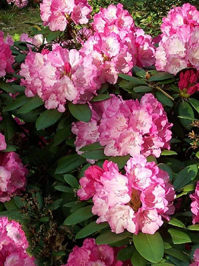 Rhododendron Yakushimanum 'Dreamland' 3 Rhododendron Yakushimanum 'Dreamland'