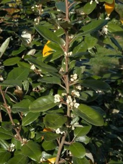 Elaeagnus Ebbingei, Wintergrüne Ölweide -Gartenpflanzen elaeagnus ebbingei zweig59e7372c72773 1280x1280