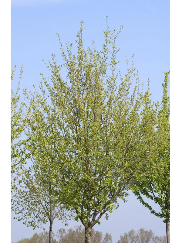 Acer Campestre 'Elsrijk', Kegel-Feldahorn - Hochstamm 4 Acer Campestre 'Elsrijk', Kegel-Feldahorn - Hochstamm – Bild 2