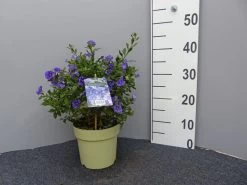 Solanum Rantonnetii, Solanum, Enzianstrauch -Gartenpflanzen enzianstrauch gross 1 1280x1280